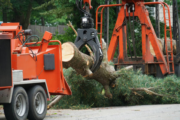 How Our Tree Care Process Works  in  Lexington, IL