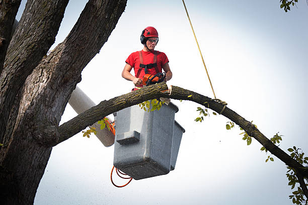 Reliable Lexington, IL Tree Services Solutions